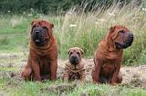 SHAR-PEI 862